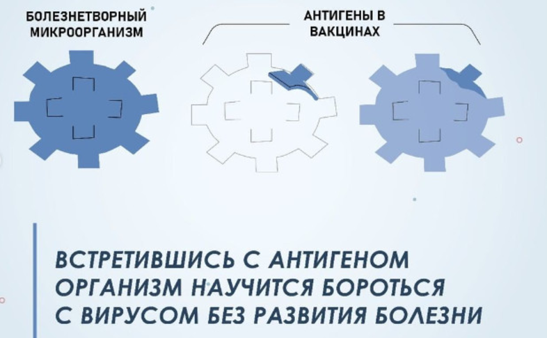 Для чего в вакцине антиген?